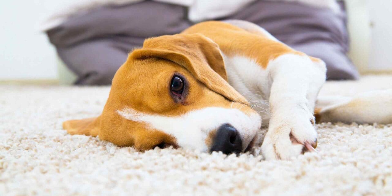 Benefits of Professionally-Cleaned Drains